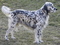 English Setter thumbnail